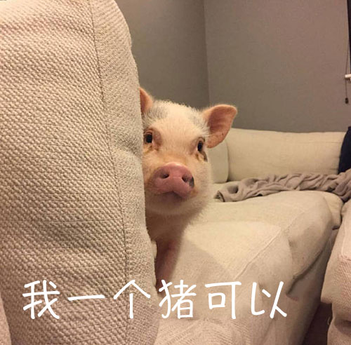 最近很火的小猪表情包：我已经是别人的小猪了