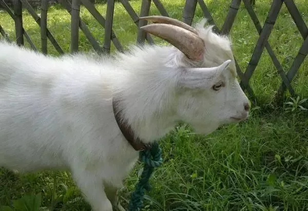 高校各种“神兽”出没，你的大学有什么？