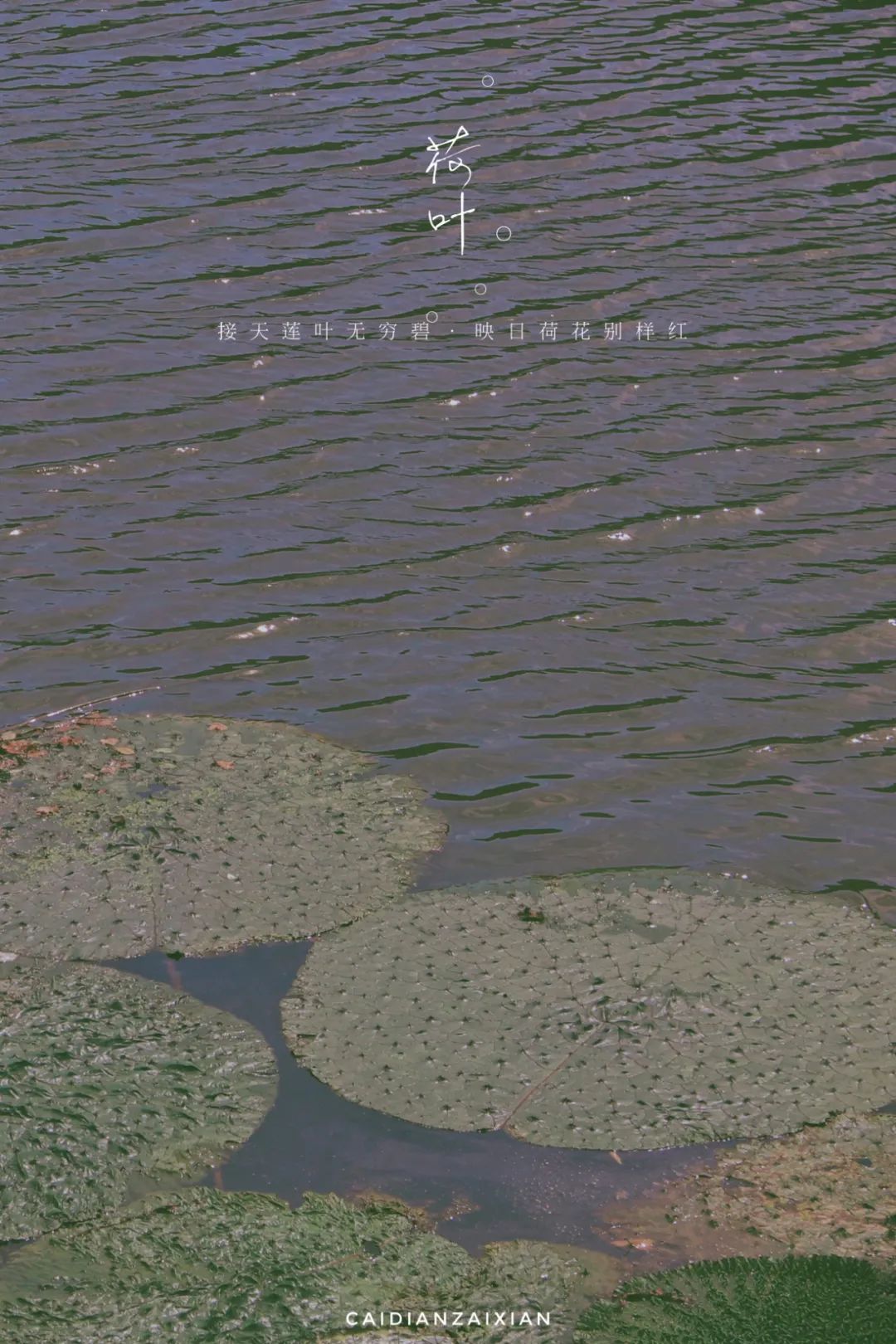 情人桥、城南路、二小巷子、蔡正街等地方，勾起你多少回忆？