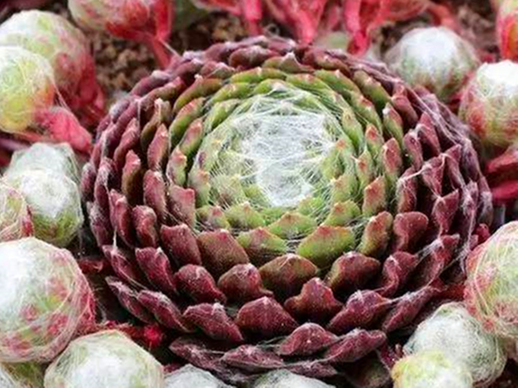 13大红卷娟多肉怎么养正确方法「专业回答」 -骁龙网