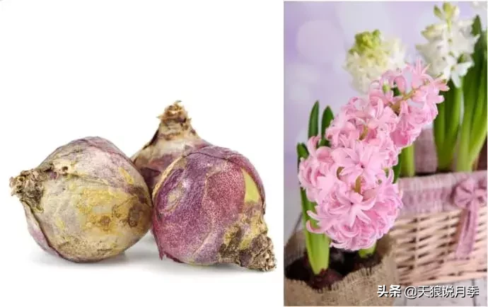 学会这几招，轻松水培芳香可爱的风信子