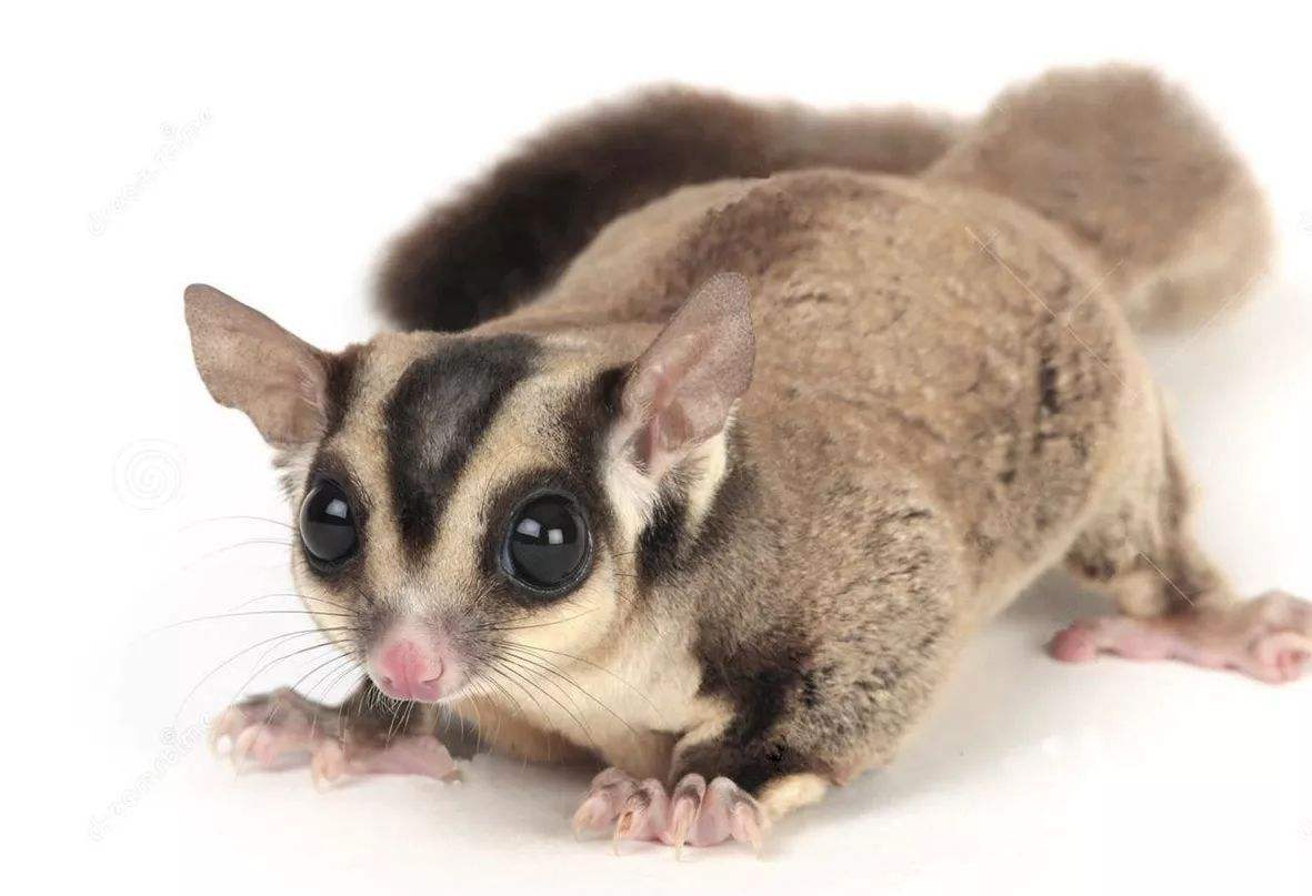 辟谣:我叫"寒号鸟",虽然我会飞,但是我是实打实的鼠类