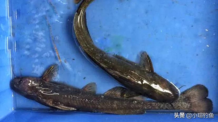 江西吉安的野河中发现罕见的牛尾巴鱼,为何极少有人钓到它?