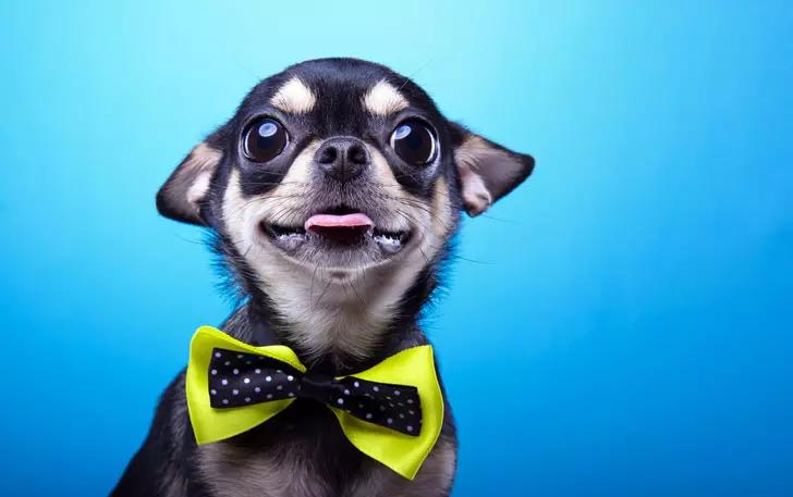 十大迷你犬排行榜：超萌小型犬种盘点