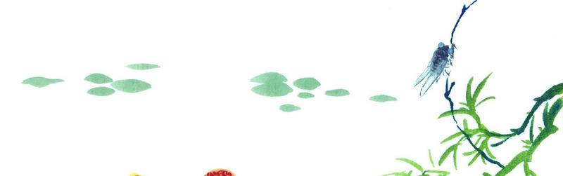 夏至话蝉：所有的等待，不仅是刹那绽放，而是充满期待和生生不息