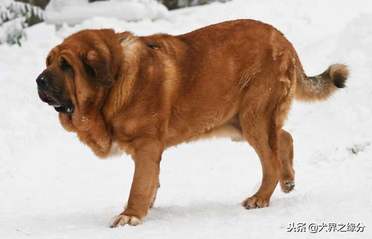 中国昆仑山脉犬,中国昆仑山脉犬价格