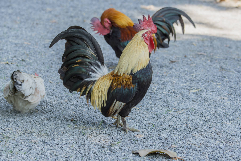 公雞為什么早上會打鳴,公雞為什么早上會打鳴黃段子