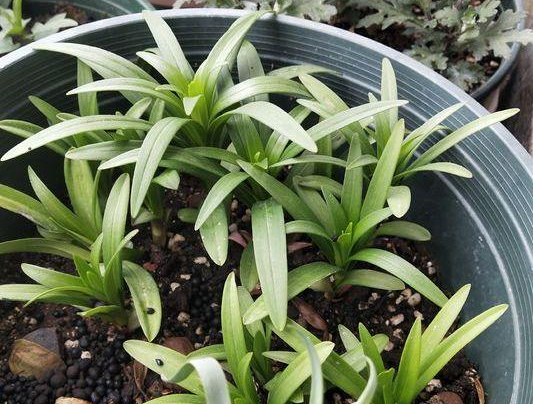 香水百合的养殖方法及注意事项