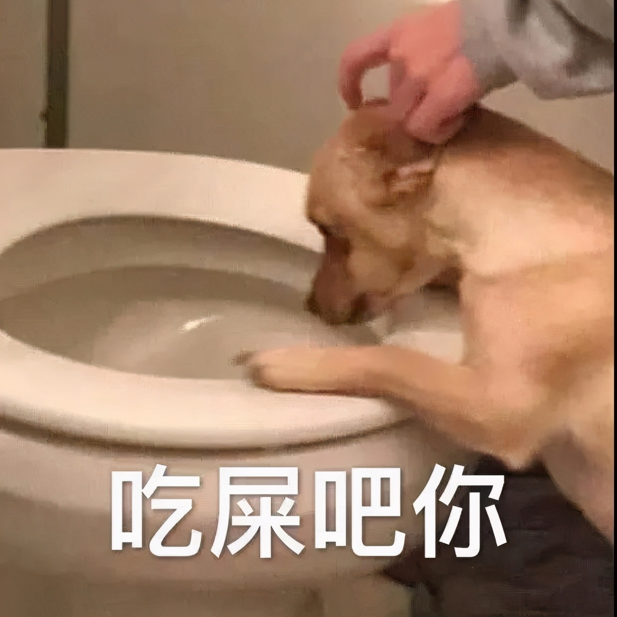 表情包：我这小暴脾气