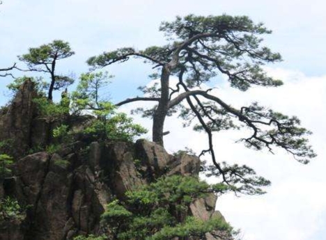 鹧鸪天-咏华山松