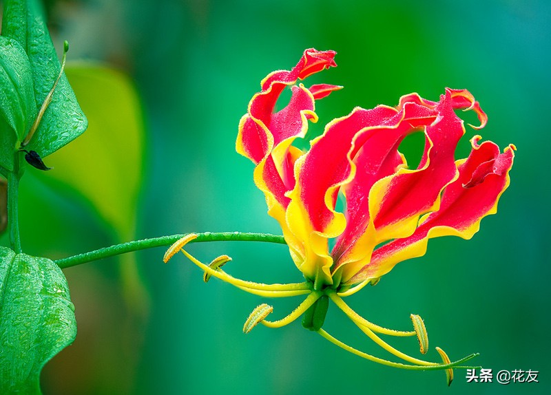 嘉兰百合妖娆无限，失温即失艳，水肥跟上赛西施