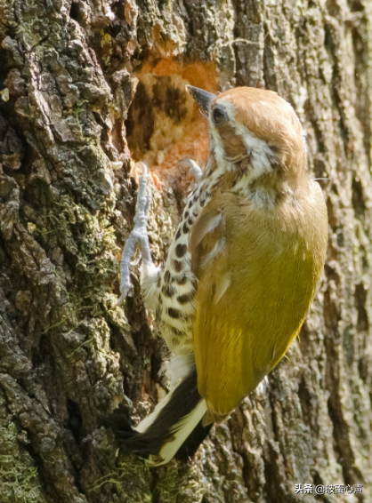 啄木鸟的特点,啄木鸟的特点和本领