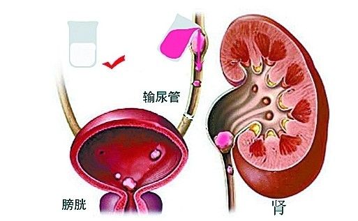 中医入门必须理解的五脏六腑功能特点！