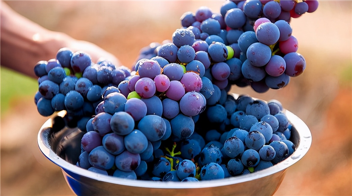 同样是喝酒，为什么有时候喝完会头疼？上头是因为酒的质量差吗