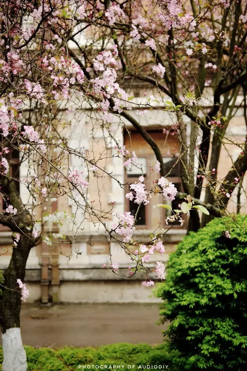 中国春天最美的10座大学，好想回去谈一场恋爱