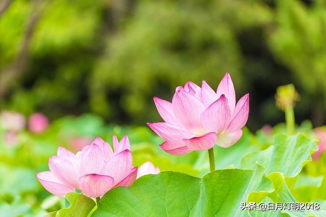 七佛译师两次“破戒”娶妻，因正史记载而扑朔迷离，今有望澄清