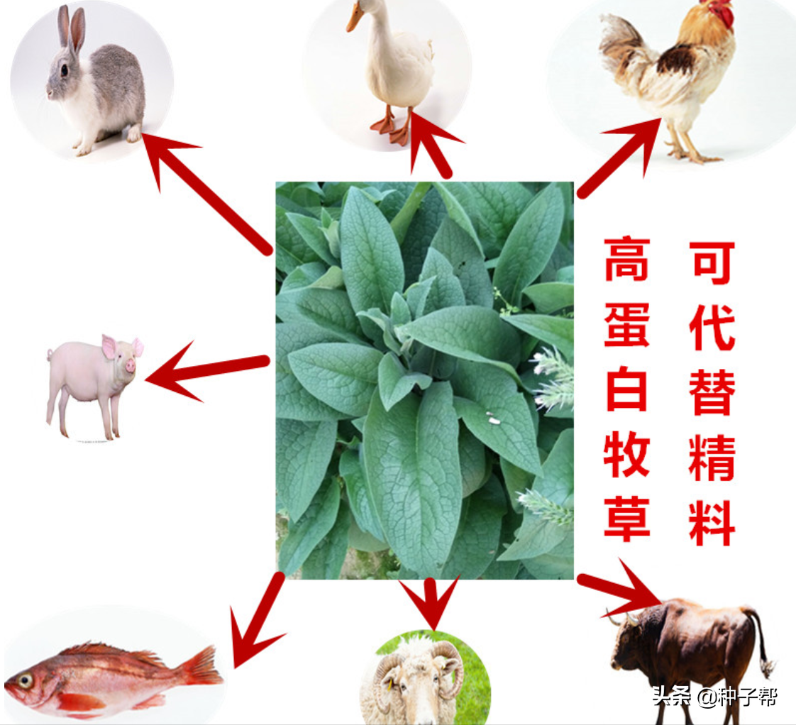 什么牧草一年四季不會枯死？它畝產(chǎn)鮮草30-40噸，種一次能用20年