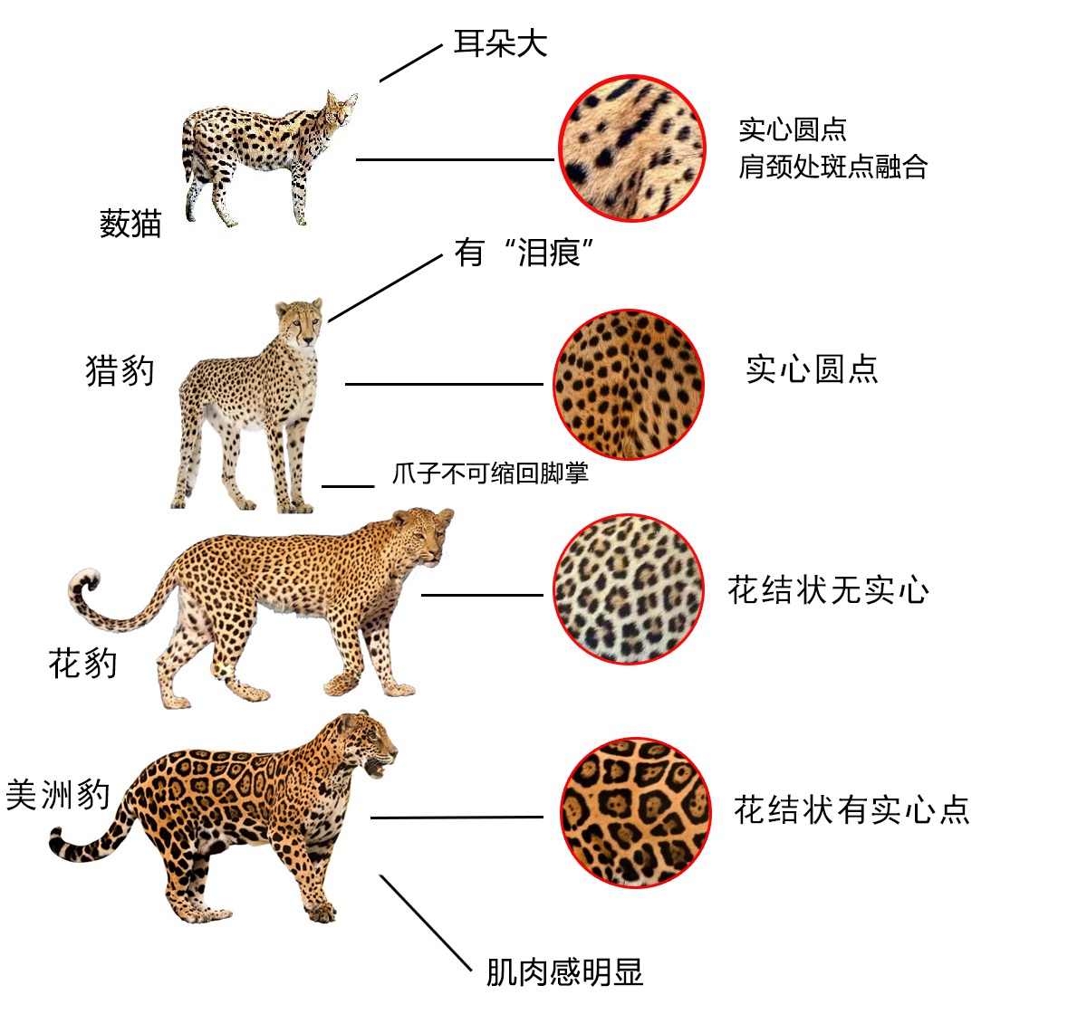 薮猫现身北京十渡，我国无此兽，为何会在野外发现？还对它保护？