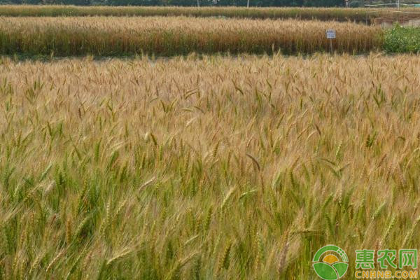 2020年水稻和小麦的最低收购价分别是多少？