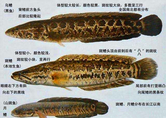 乌鳢,凶悍却肉质甜美