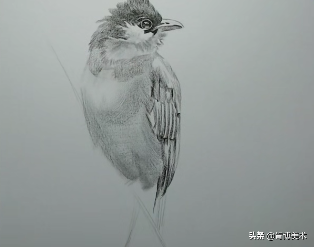 新手入门必学素描小鸟，步骤很简单，画出来传神又可爱