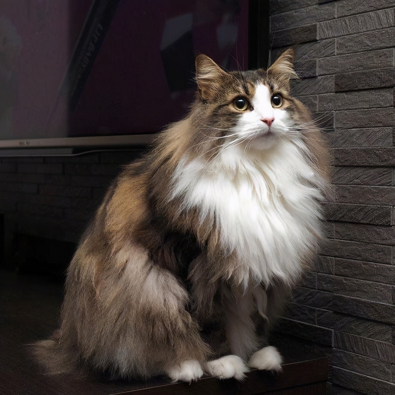 新手养猫 | 挪威森林猫基本知识