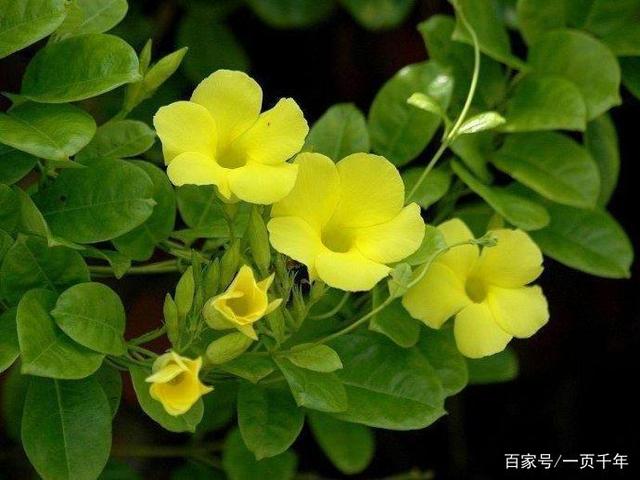 20种最适合春天种的花,好看、好闻、好养---总有一款适合你