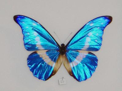 世界八大名贵蝴蝶(世界八大名贵蝴蝶标本)-骁龙网