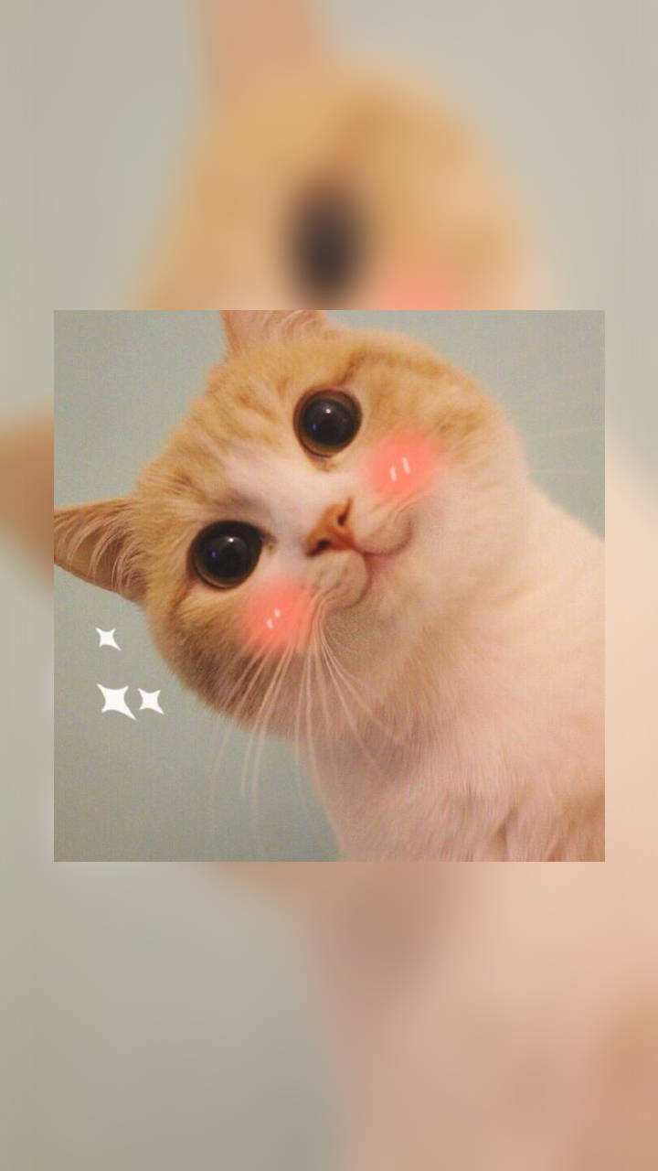 如此调皮可爱的句子,每天都想发一条到朋友圈,心情美美哒!