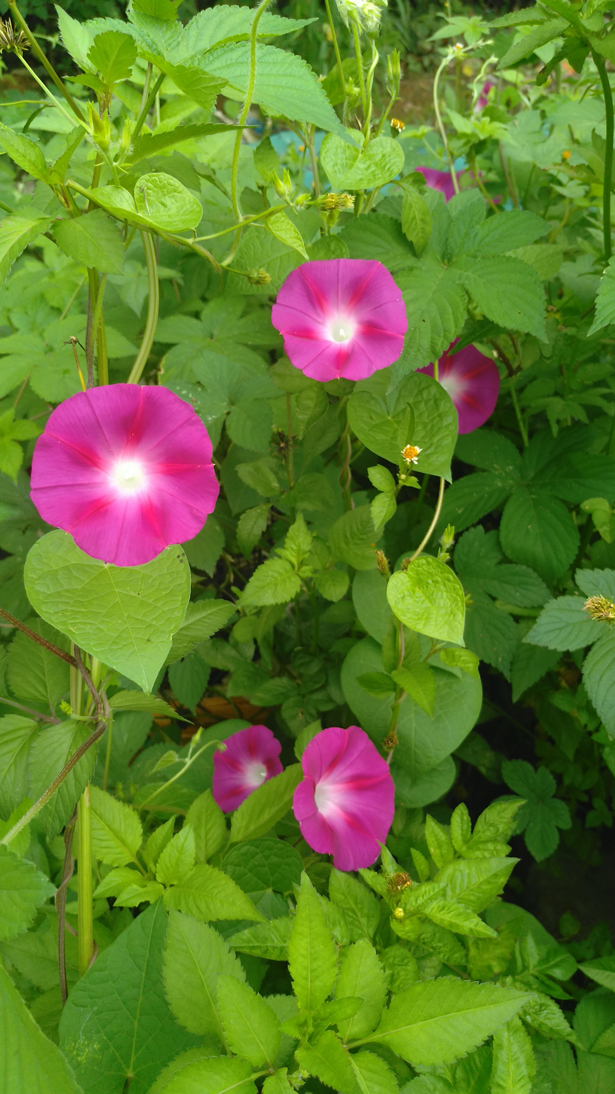 喇叭花的样子(图文讲解喇叭花的真正模样)