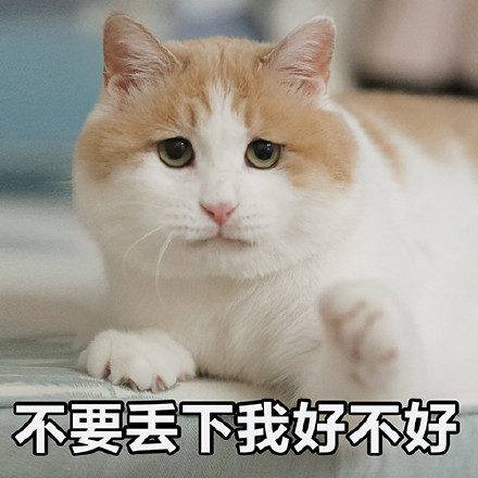 猫咪表情包｜没人疼，没人爱，我是地里的小白菜