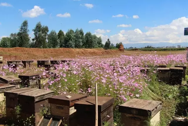 大地花间，随遇而安，养蜂人——追花寻蜜，做世间最美的旅者