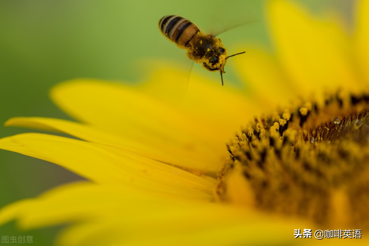 从四级翻译真题中吸取营养，学习翻译技巧
