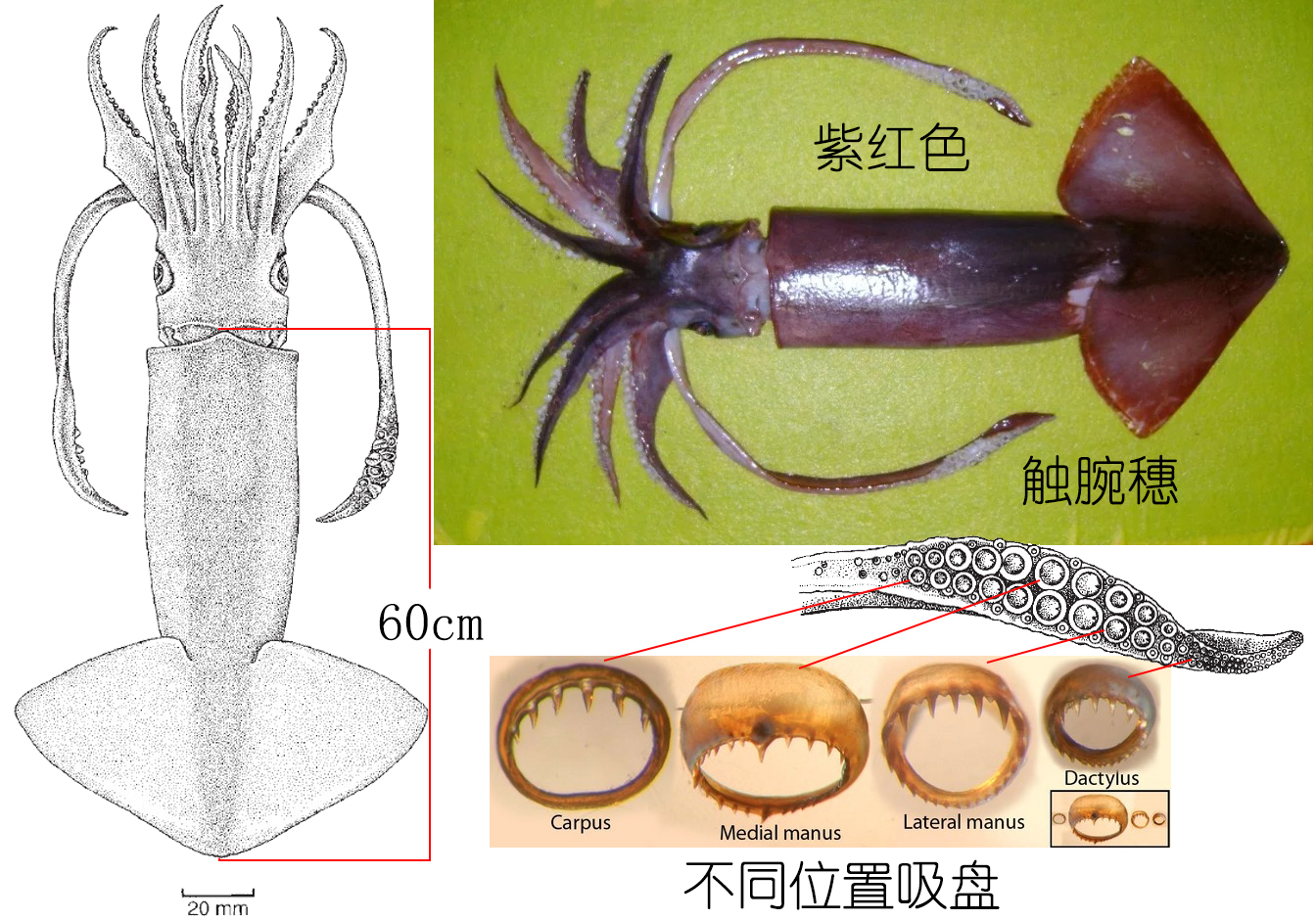 解析海鲜｜认识鱿鱼（终结篇）