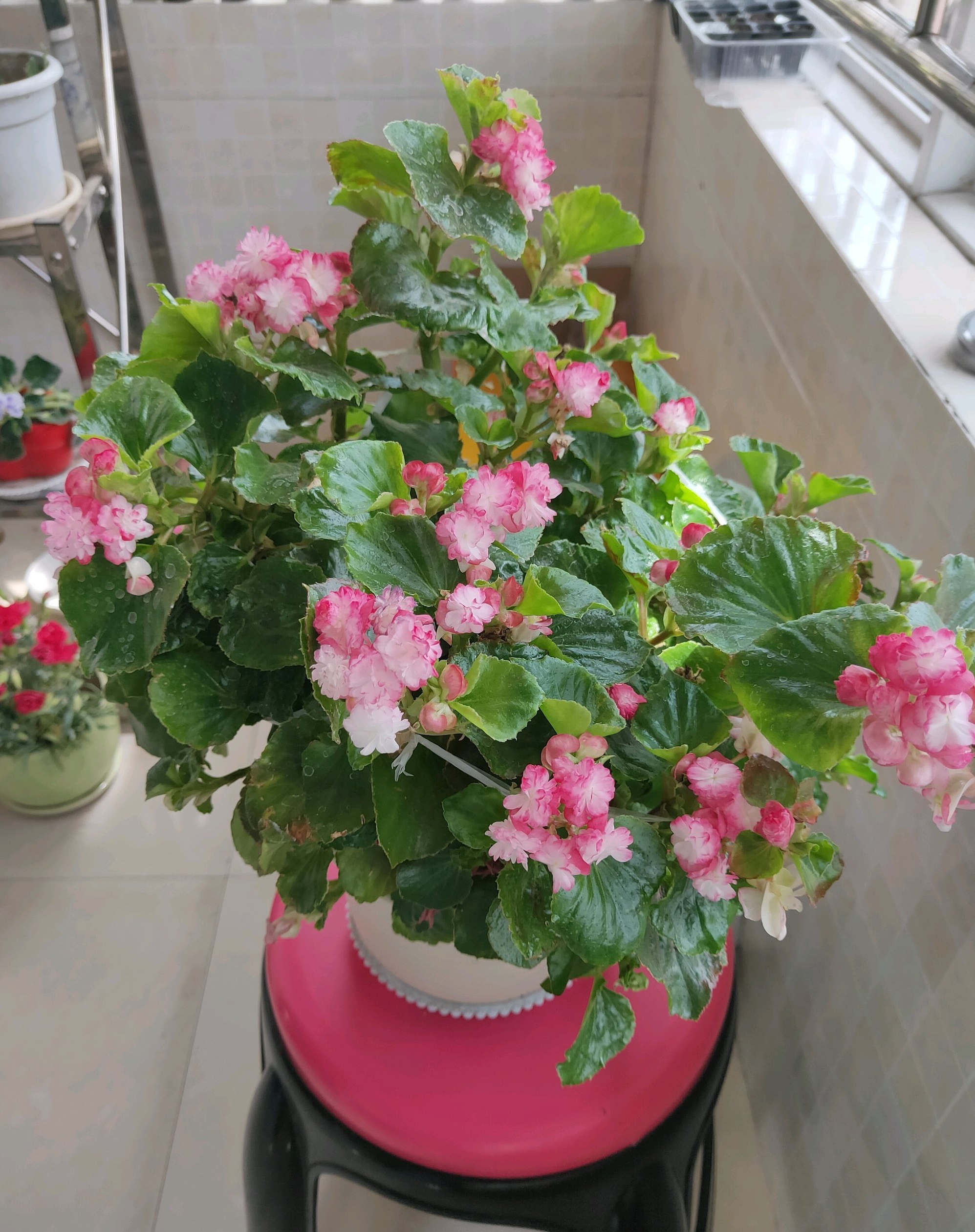 适合新手养的花—玻璃球,很容易打理,四季都有花看,室内也能养