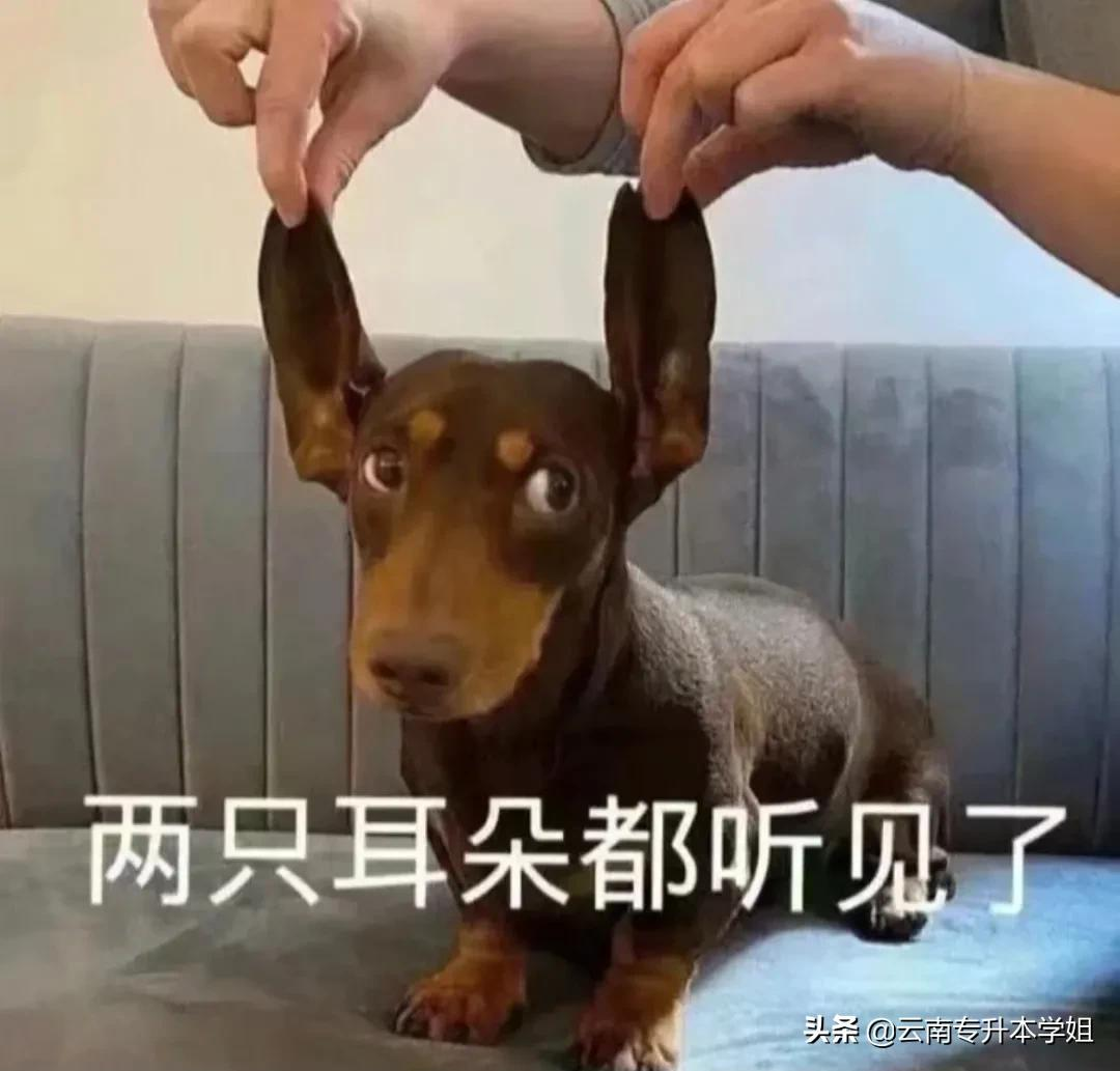 「专业解读②」汉语言升本人大型受害现场！中国话不是谁都会