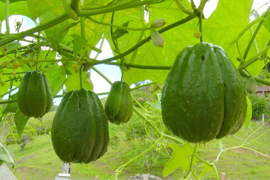 洋丝瓜可以这样吃:可以吃一盆