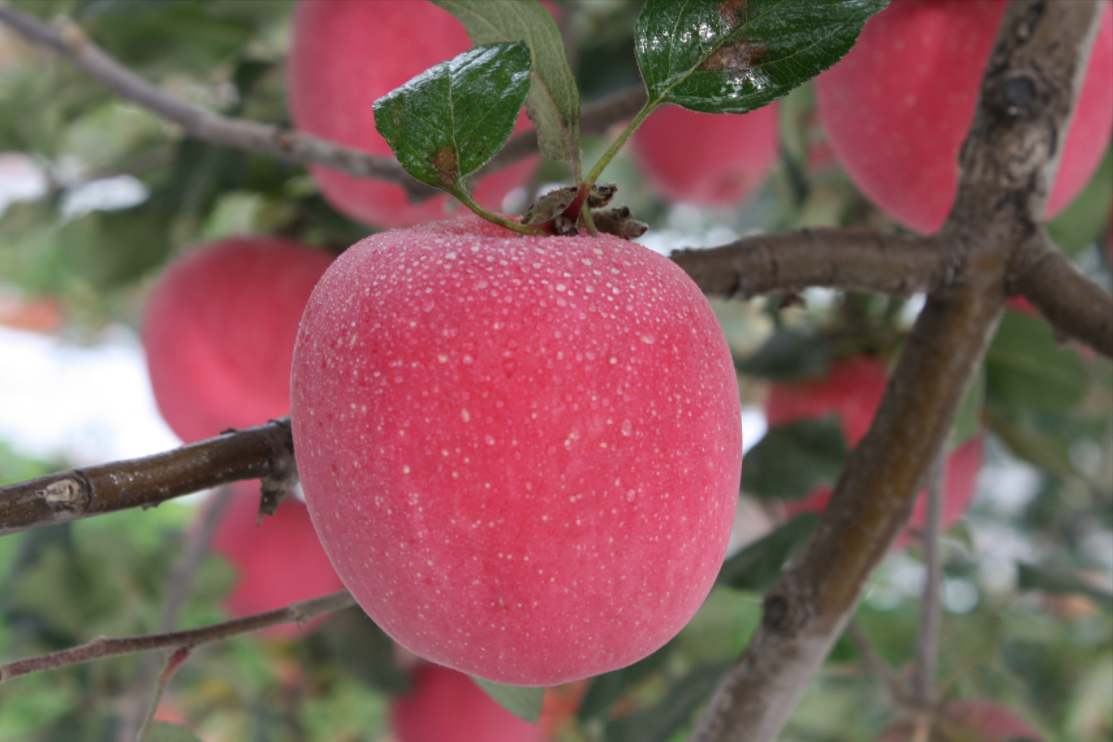 苹果遭遇“中秋劫”：大量苹果被砸坏，一斤3元变成了一斤3毛