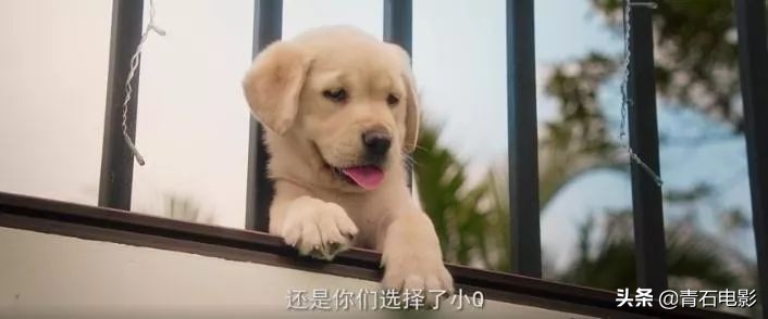 ​中国版《导盲犬小Q》，任达华新作催泪，能把七尺男儿看哭