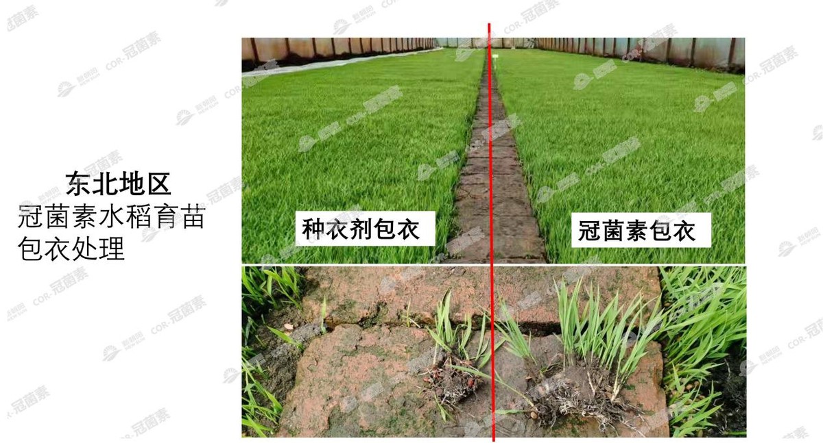 COR-冠菌素——作物提质增收的关键技术