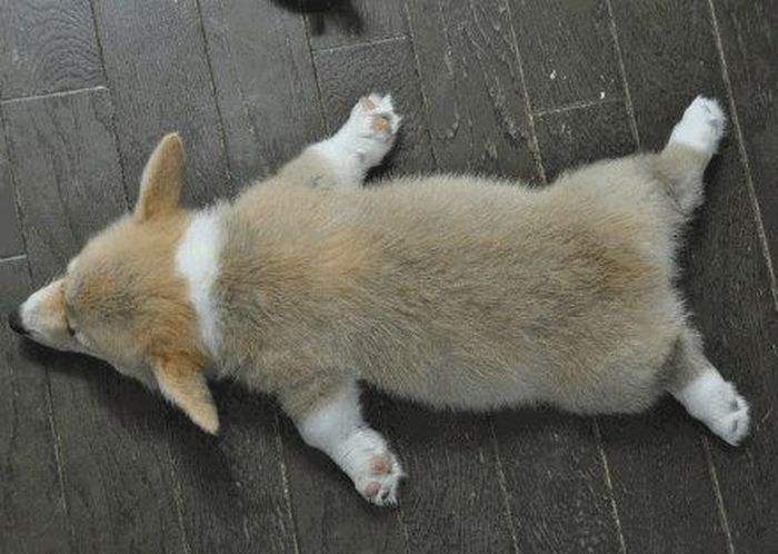 柯基是小型犬还是中大型犬（详解柯基属于的类型）