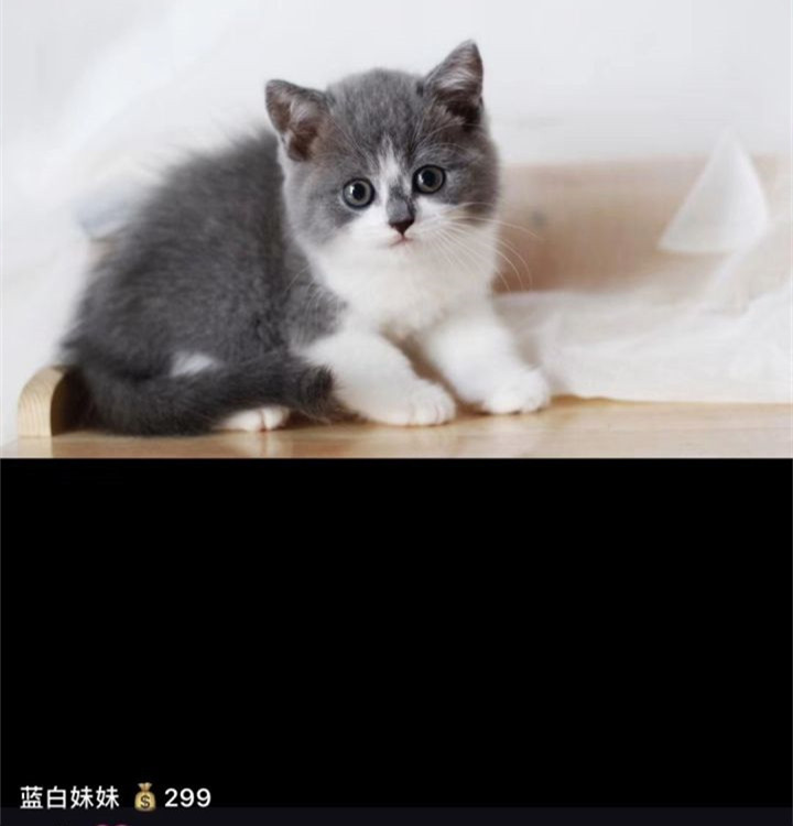东北猫价格便宜，到底能不能买？答应我，以后别再问类似的问题