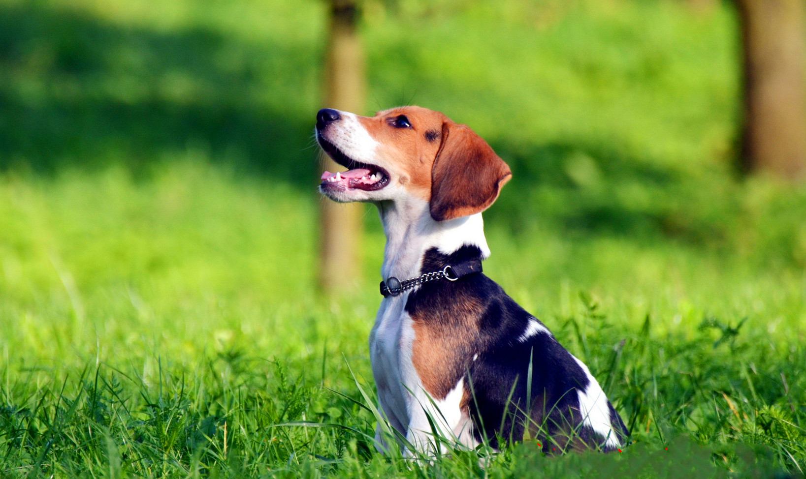 这个专业有点神奇，学生每人发一条狗，并且全国只有1所大学开设