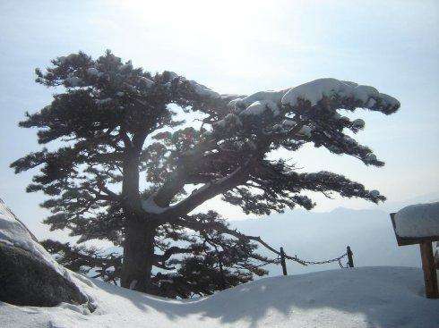 鹧鸪天-咏华山松