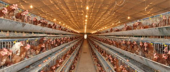 蛋鸡群日常巡视，都需要看什么？遵循哪些原则？