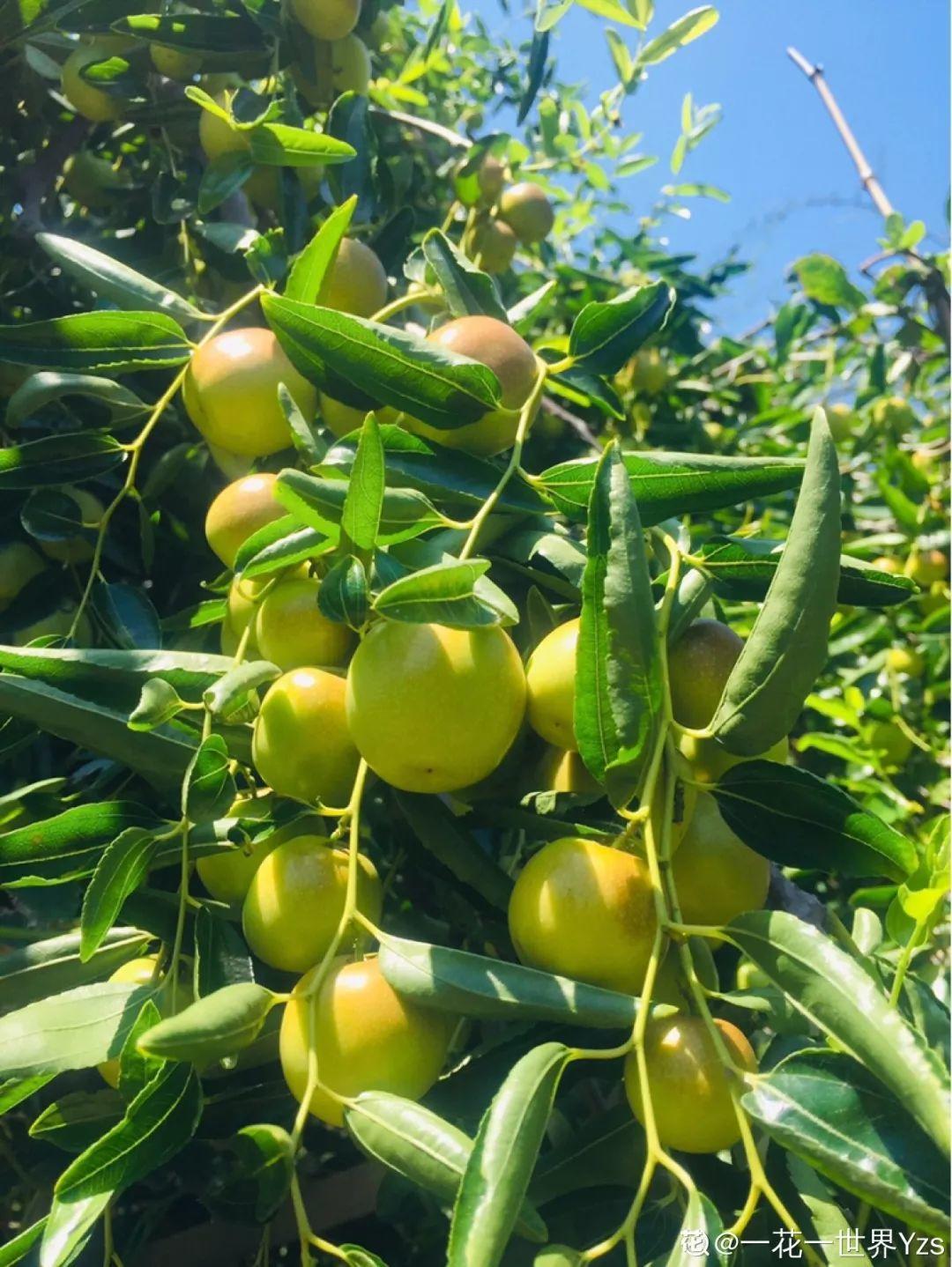 庭院适合种植什么树（适合在院子里养的9种树）