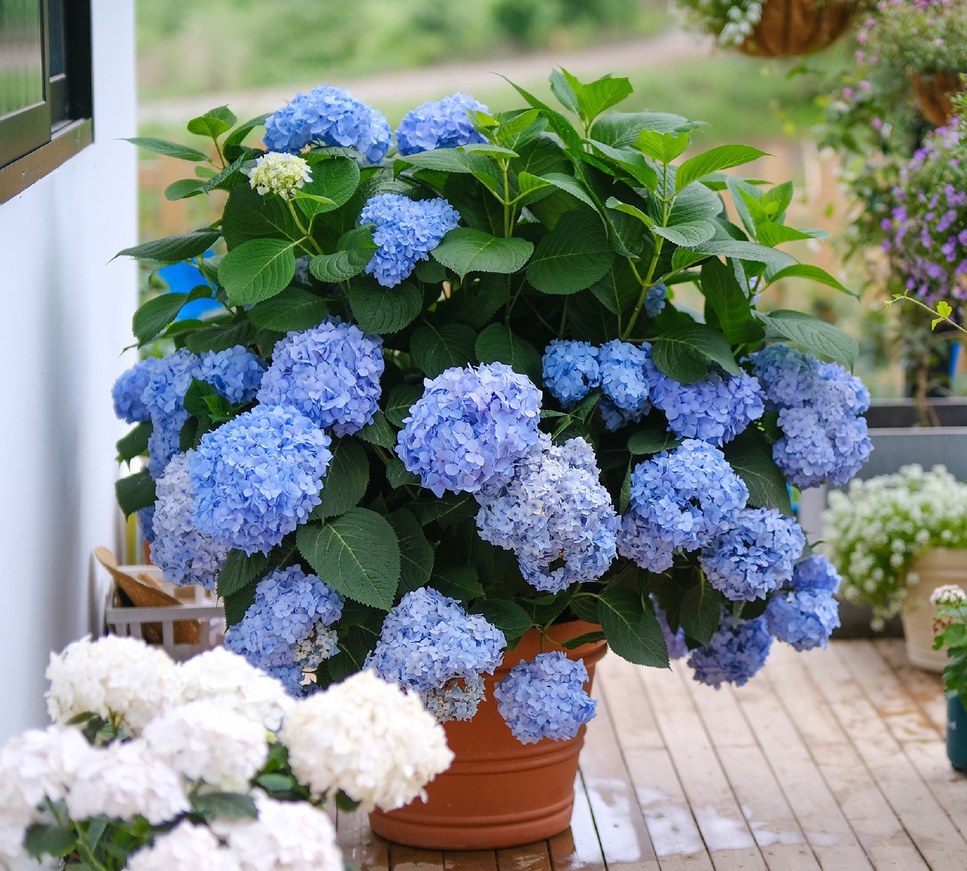 绣球花几月份种植合适(8种耐热绣球花适合六月养)