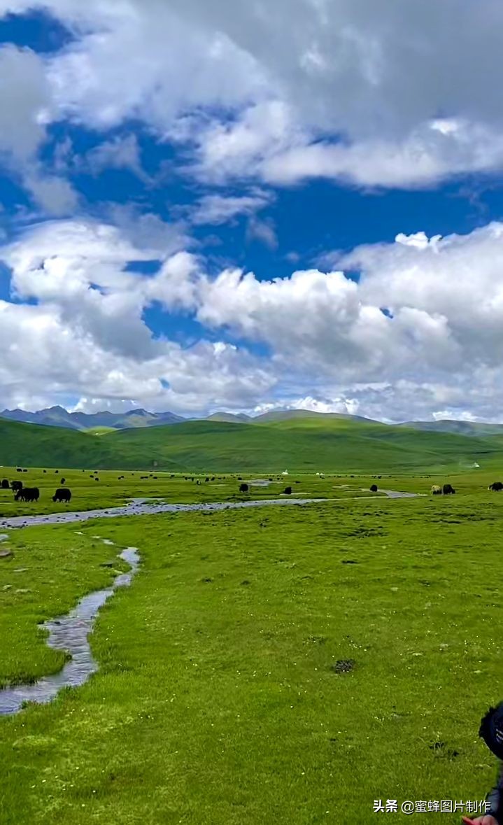 纯绿色壁纸风景图片手机壁纸