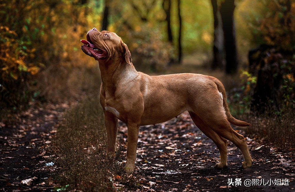 世界上名贵犬种清单(二)