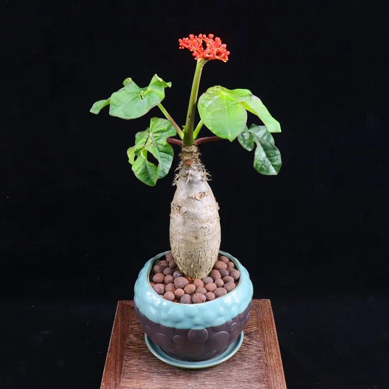 造型奇特花朵唯美的佛肚树,佛肚海棠这么养护,花果同存争奇斗艳